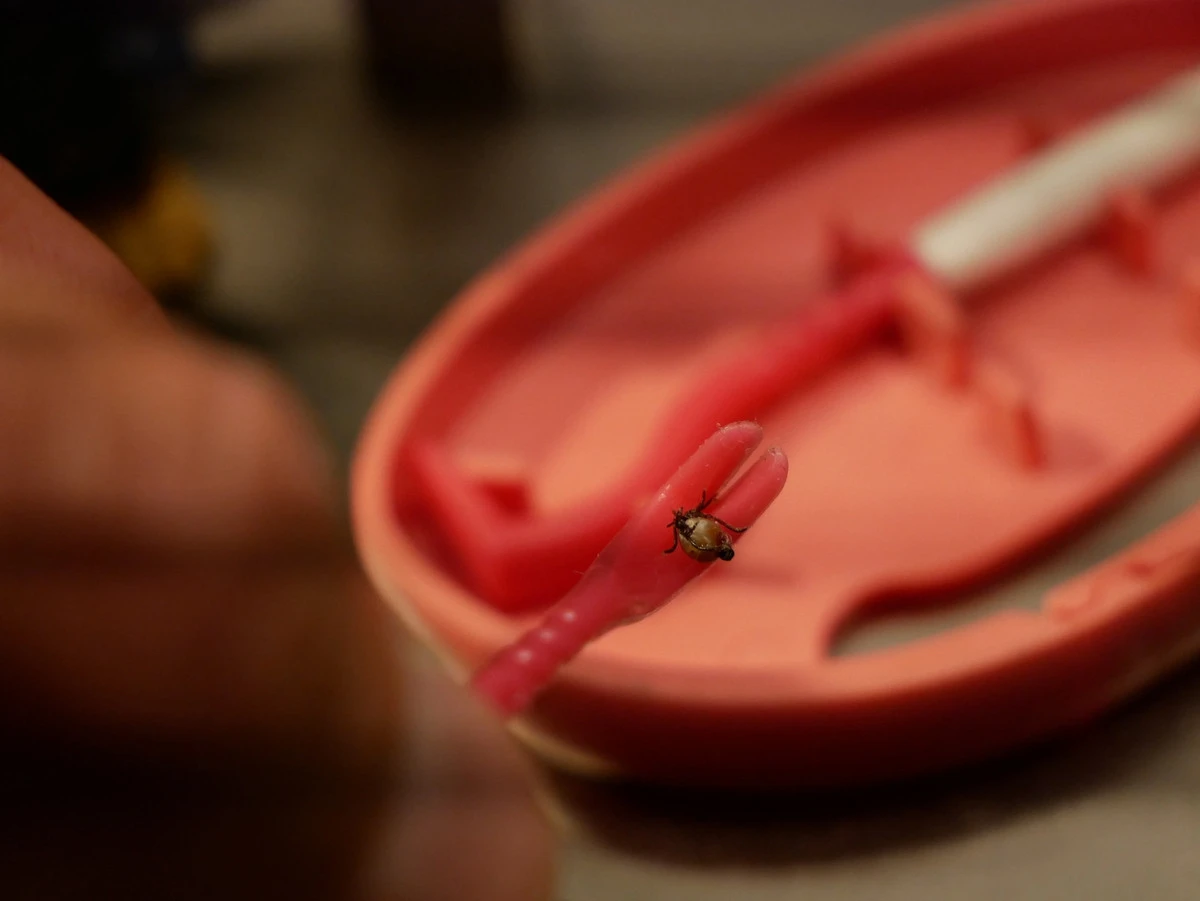 Clipbox Tick Twister â Image 11