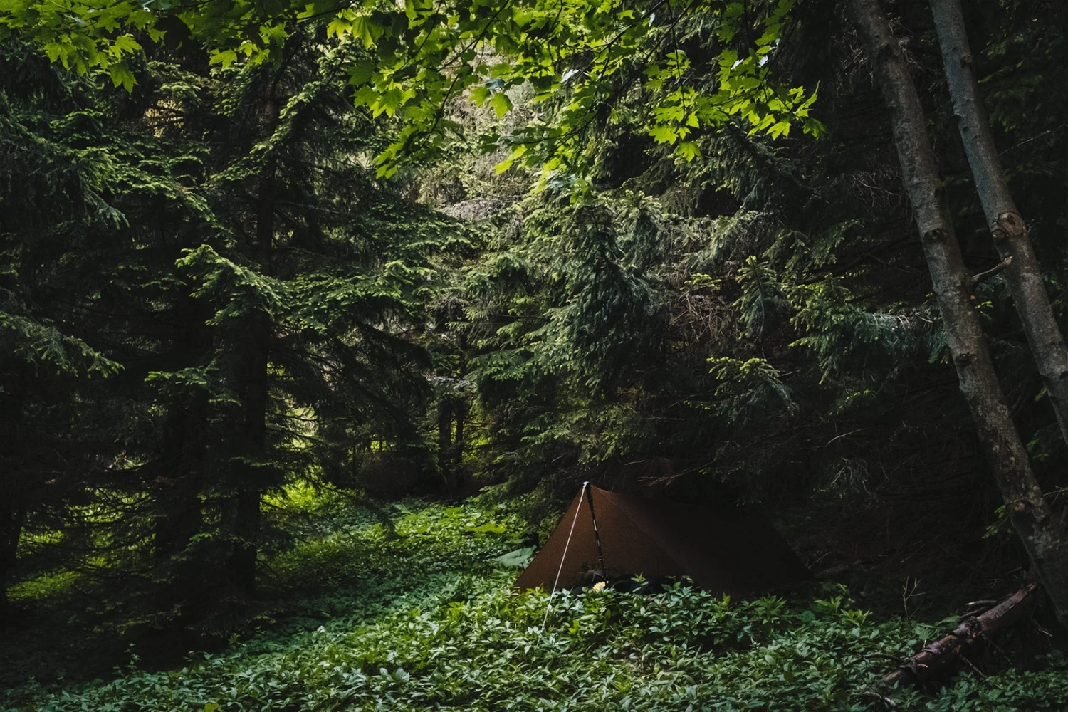 Lesovik Zmora â Image 7